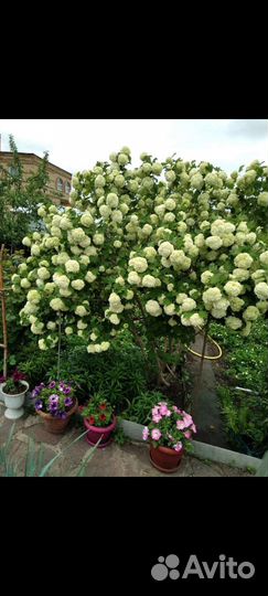 Калина бульдонеж