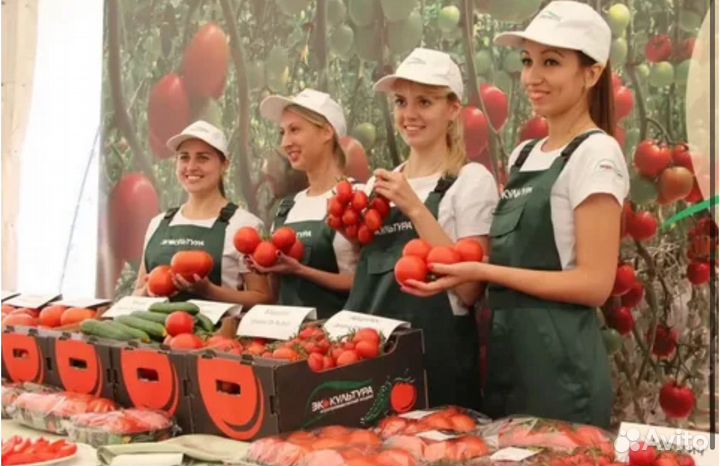 Вахта 15/15 в Москве - Калибровщик томатов черри