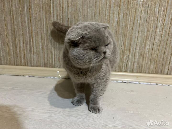 Шотландская вислоухая