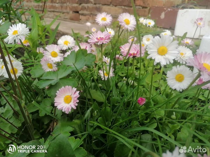 Маргаритки