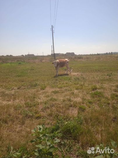 Бычки телки