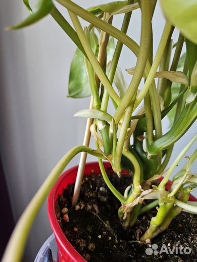 Филодендрон Бурле Маркс Вар и Сциндапсус Экзотика