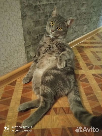 Кот Василий