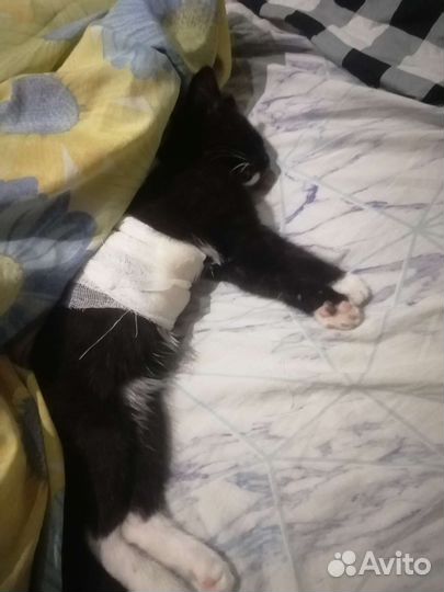 Котёнок