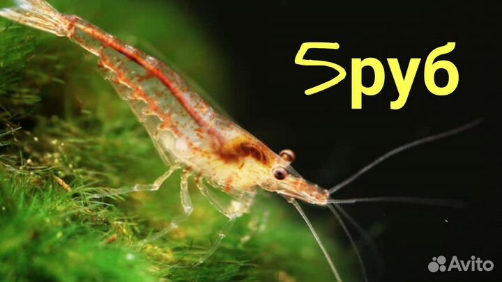 Креветки разноцветные, теодоксусы отправка почтой