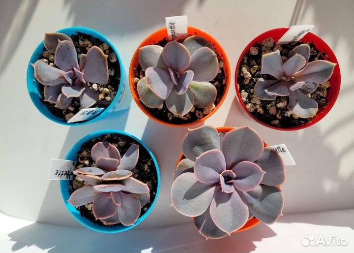 Редкие суккуленты. Эхиверии с наростами