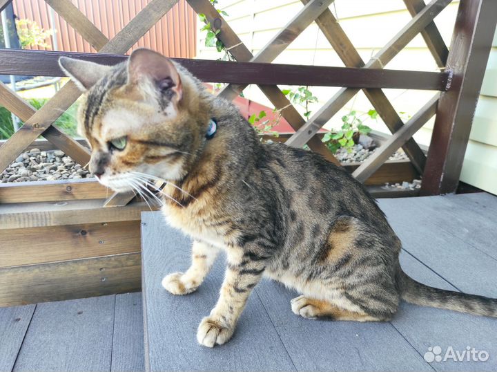 Бенгальская кошка в добрые руки