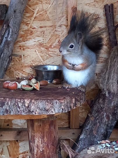 Белка. бельчата