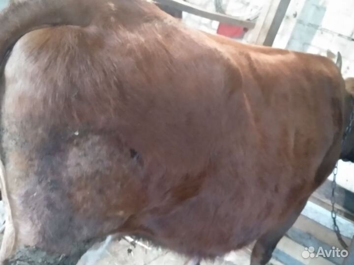 Корова на мясо