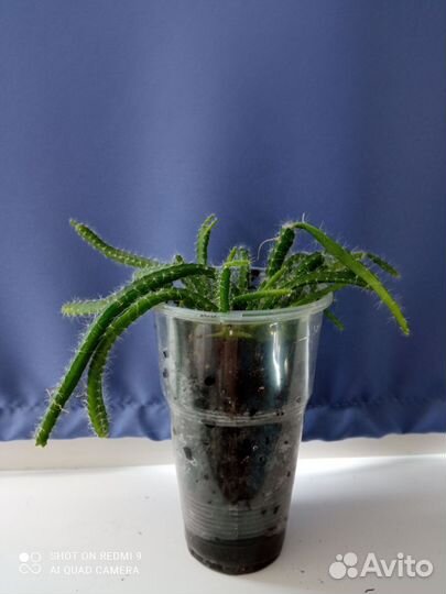 Кактусы редкие