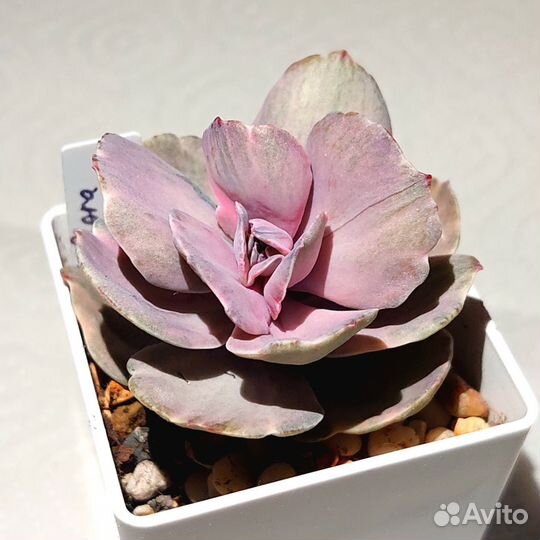 Детки корейских эхеверий, излишки