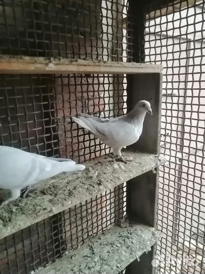 Продажа голубей