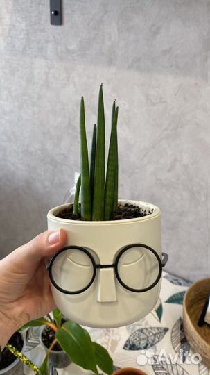 Сансевьерия цилиндрика