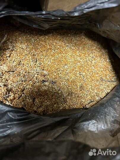 Осыпное зерно чумизы Стачуми