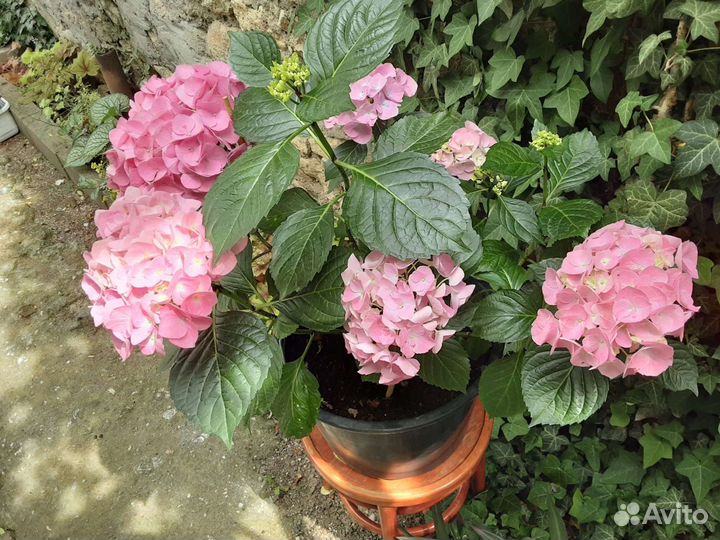 Гортензия в закрытом грунте