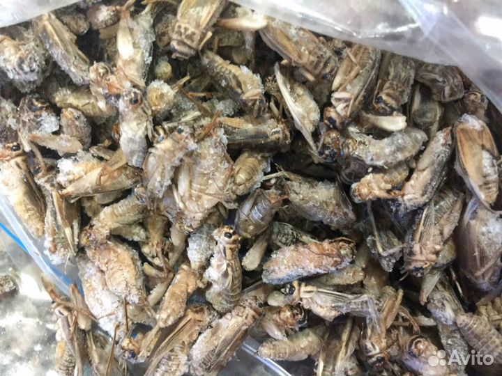 Сверчки кормовые замороженые