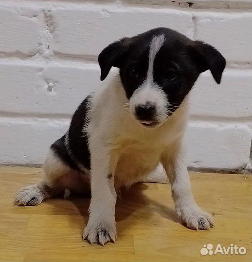Маленькие собачки щенята в добрые руки
