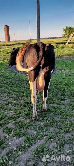 Продам корову