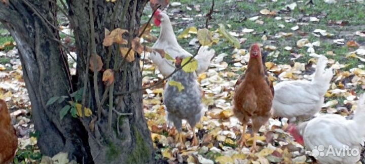 Молодые петушки Кучинская Юбилейная