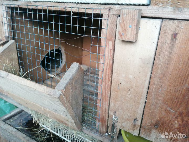 Клетка для кролика