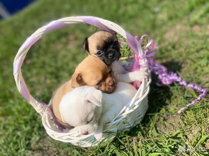 Щенки чихуахуа
