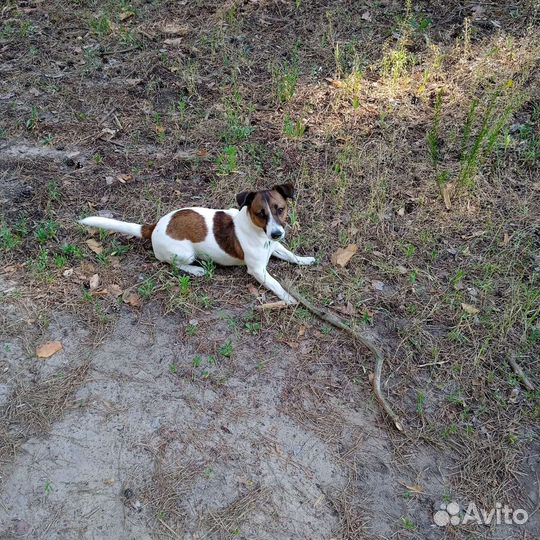 Выгул собак