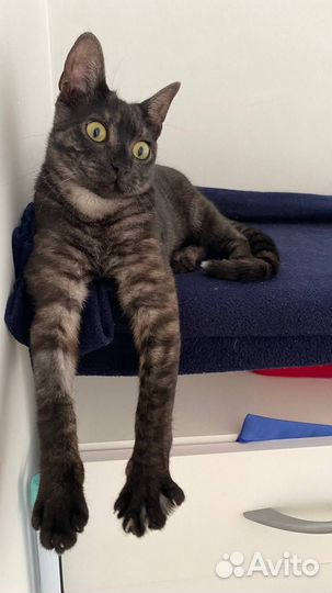 Кот подросток Аргентинец)