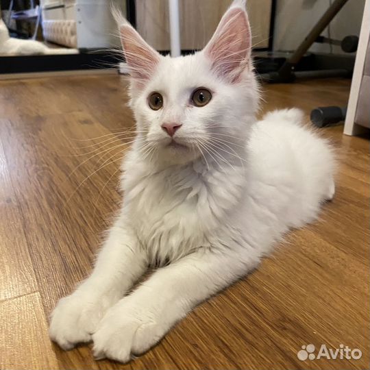 Котенок Мейн-куна