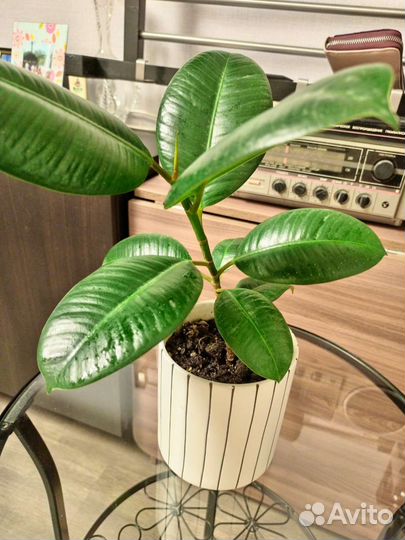 Фикус уже вырос