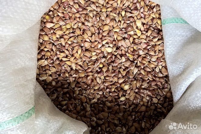 Воздушка (бульбочка) Григорий Комаров любаша