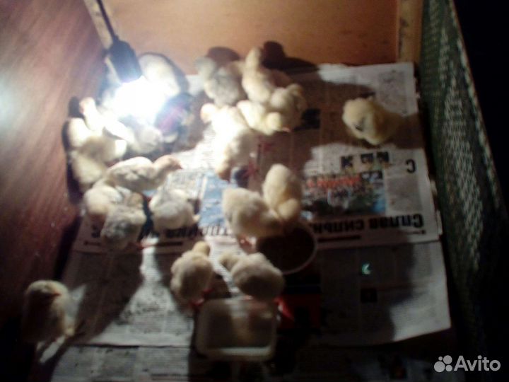 Индоутята,цыплята,индюшата