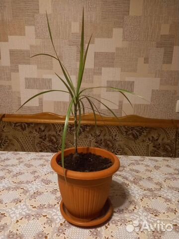 Пальма карликовая