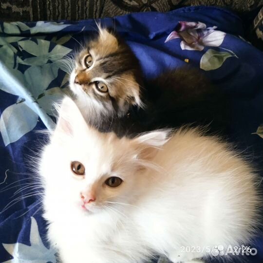 Котята в добрые руки бесплатно, девочки