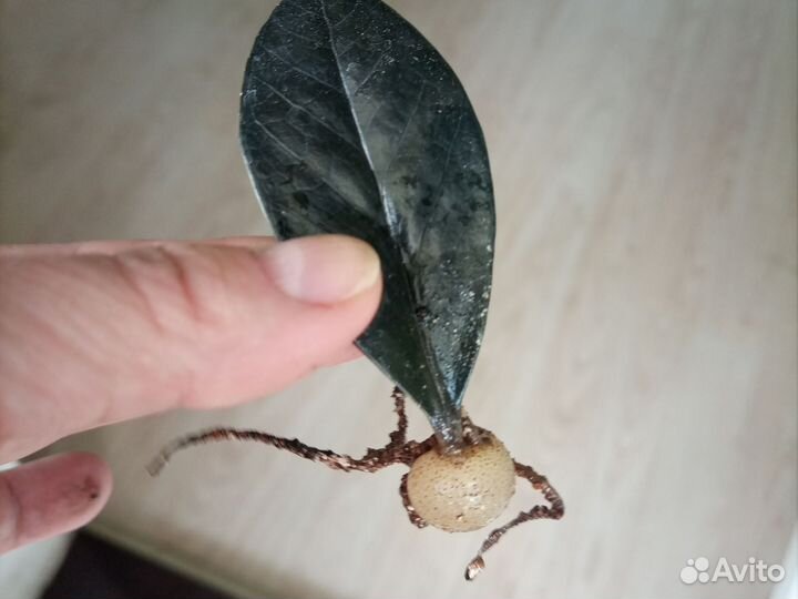 Замиокулька