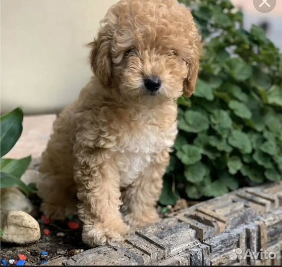 Щенки пуделя