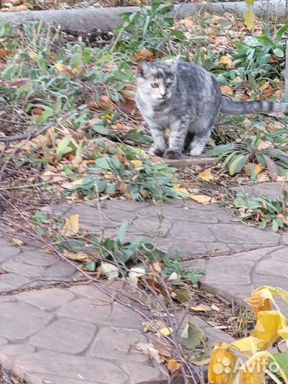Котята подростки