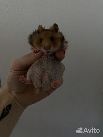 Сирийские хомячки