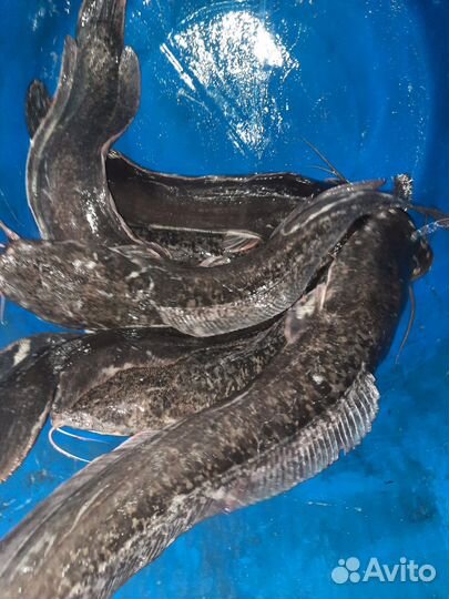 Клариевый сом (Африканский, Мраморный) живой