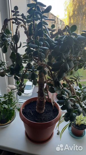 Денежное дерево толстянка
