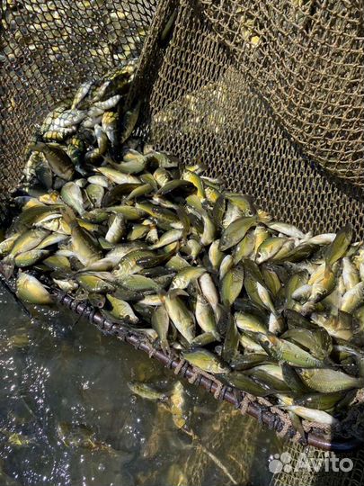 Малек карпа