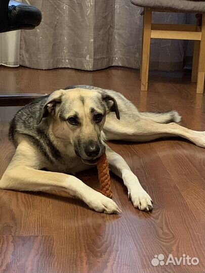 Собака-компаньон, от хозяина