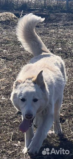 Ищу дом для подростка