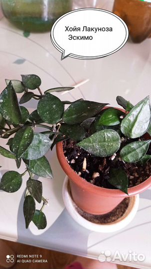 Хойя лакуноза Эскимо, куртиси