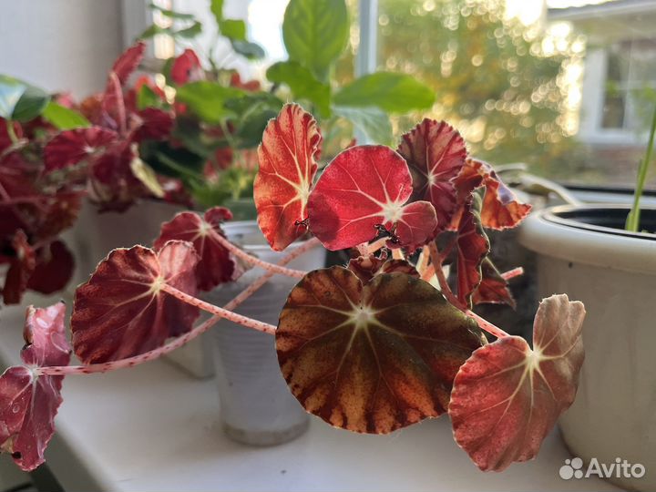 Рассада бегонии, герани, каланхоэ