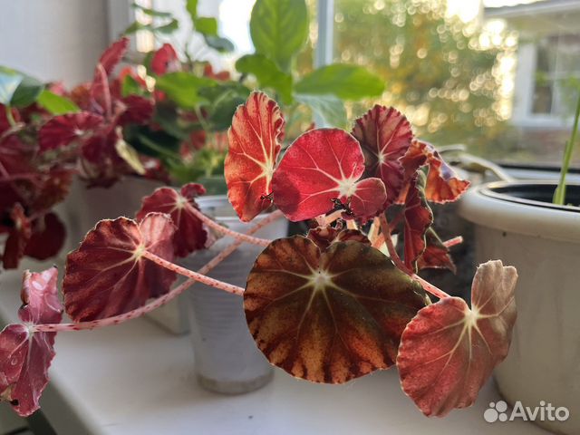 Рассада бегонии, герани, каланхоэ