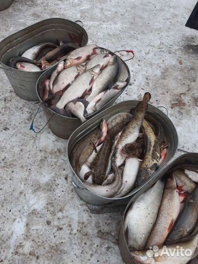 Свежая речная рыба