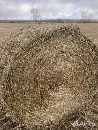 Солома оптом пшеничная