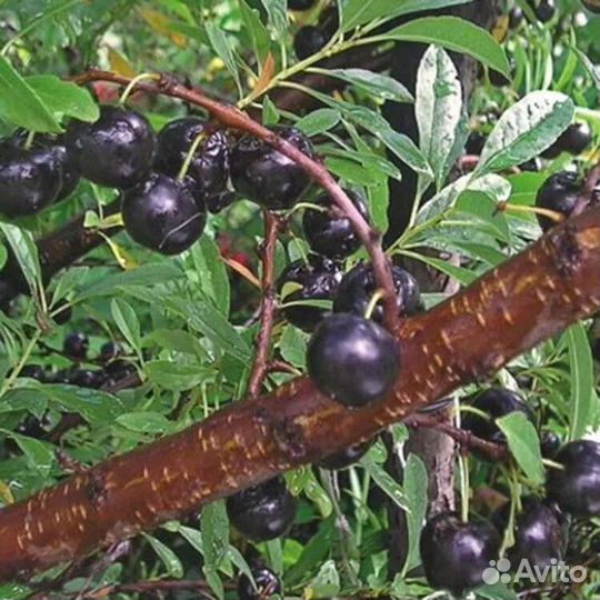 Черевишня, чер.Узбечка, Ленинградская розовая