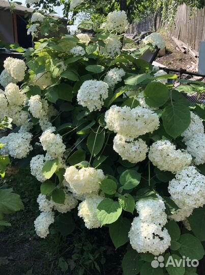 Гортензия древовидная (белая)