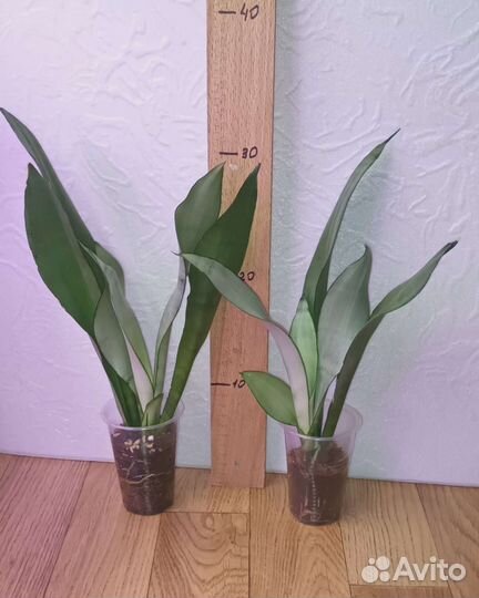 Коллекционные сансивиерии